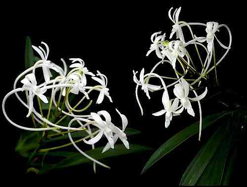 Neofinetia falcata